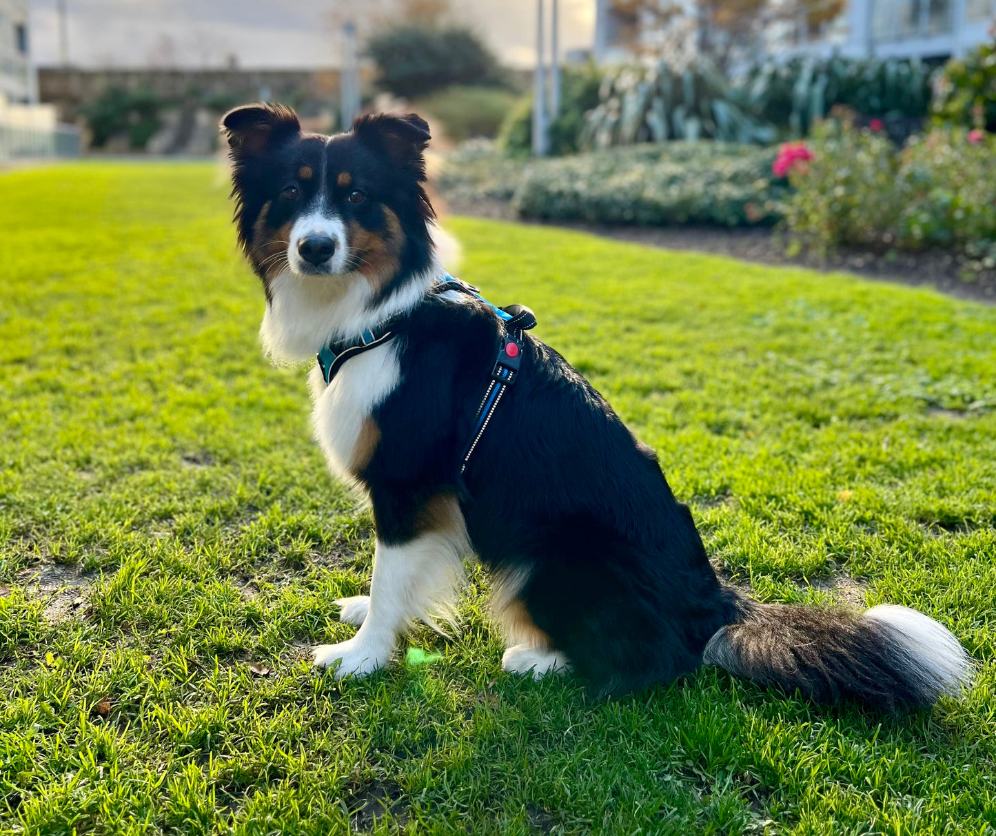 Hundegeschirr Explorer