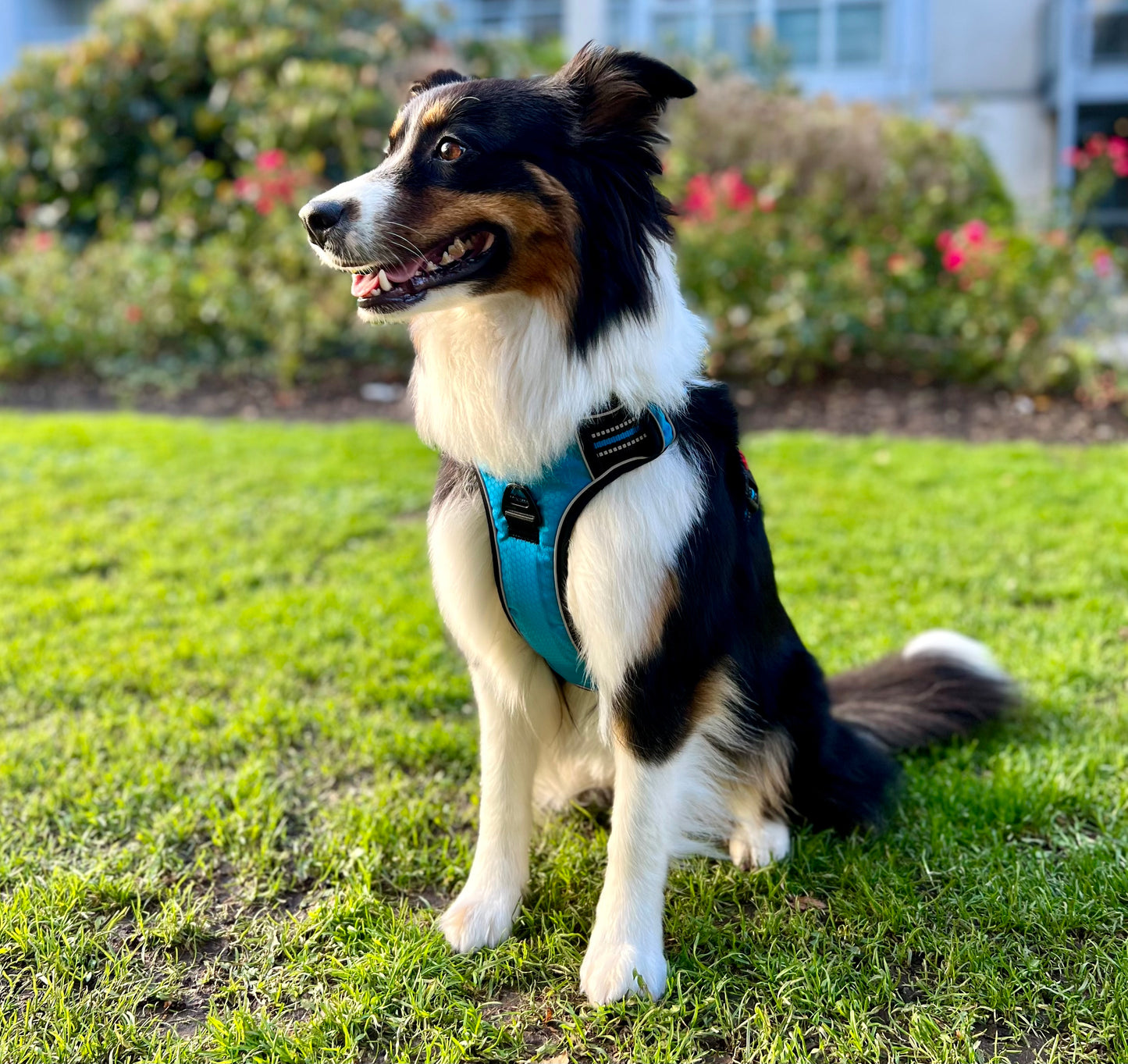 Hundegeschirr Explorer