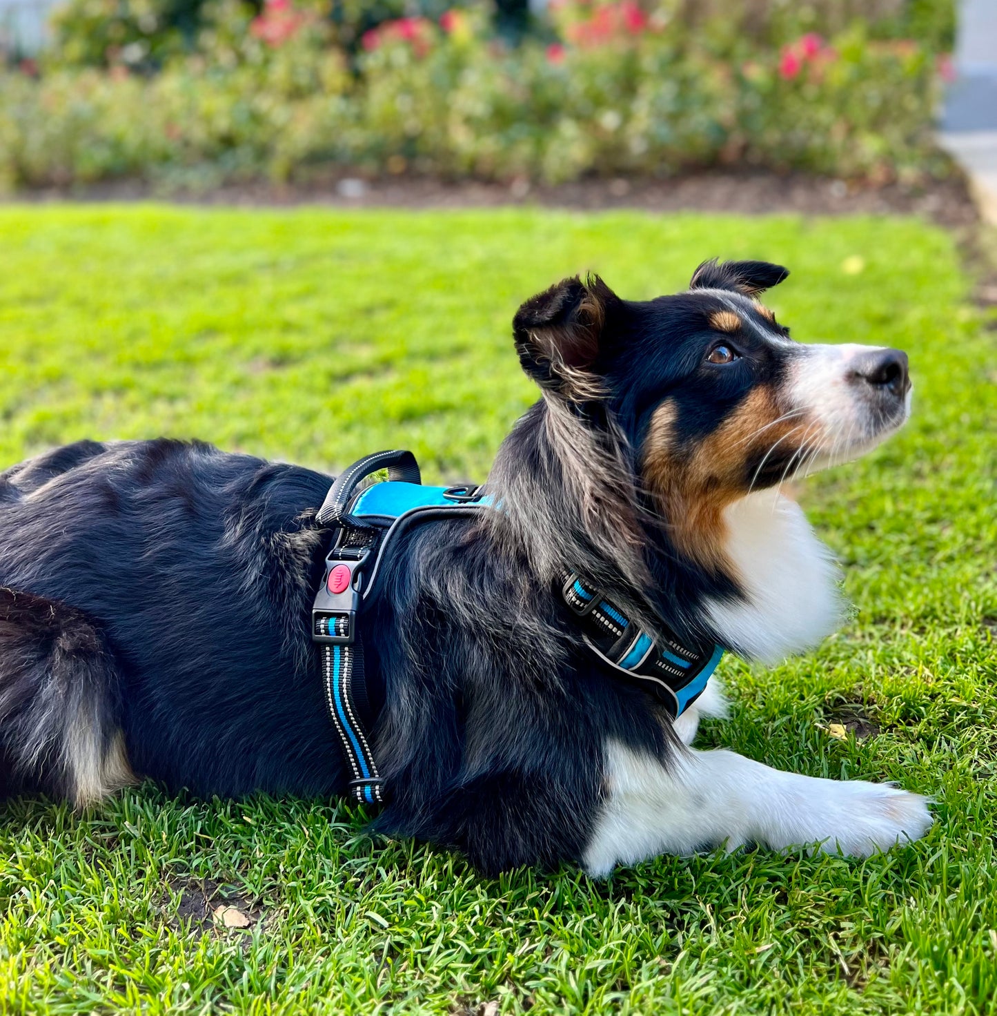 Hundegeschirr Explorer