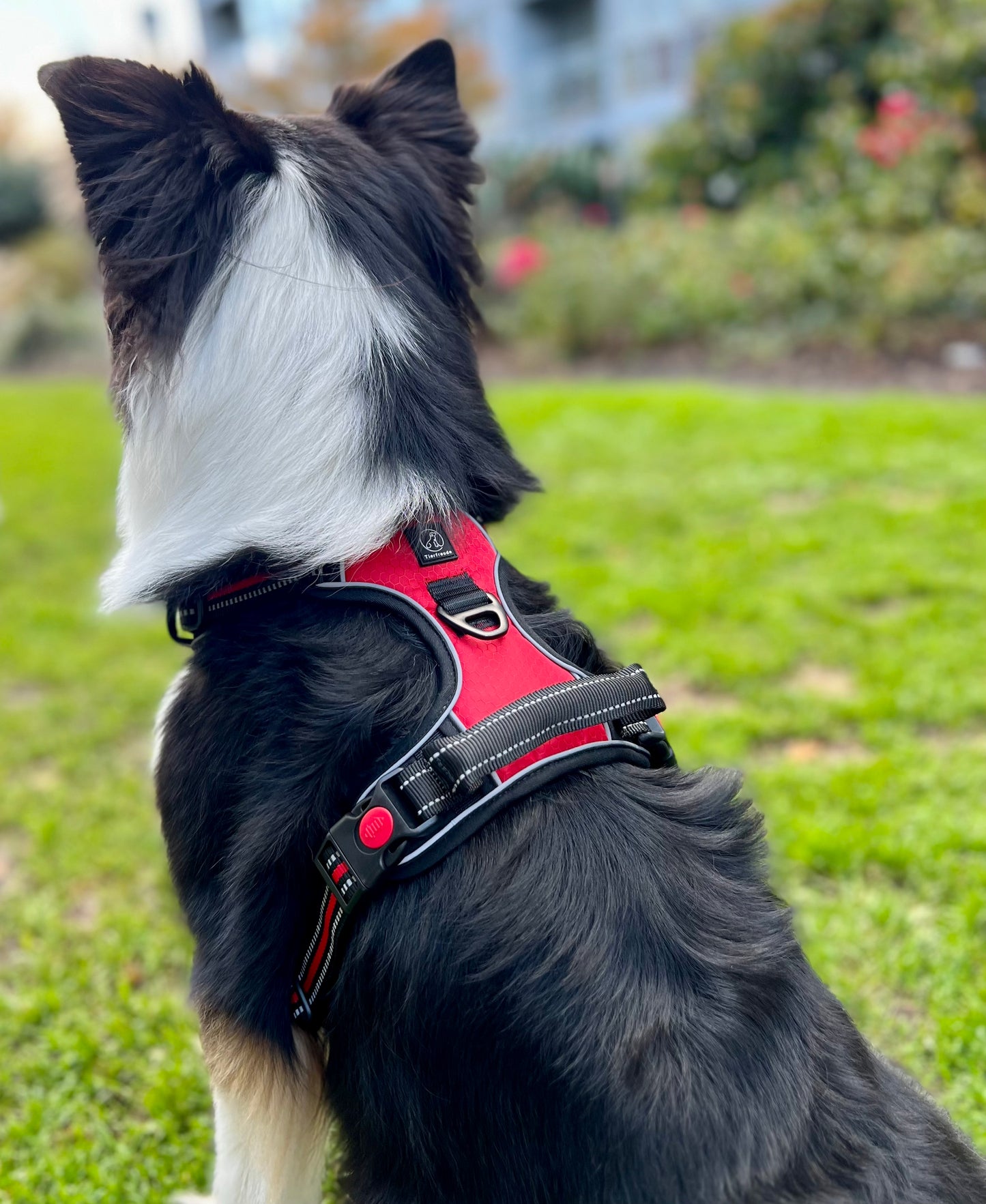 Hundegeschirr Explorer