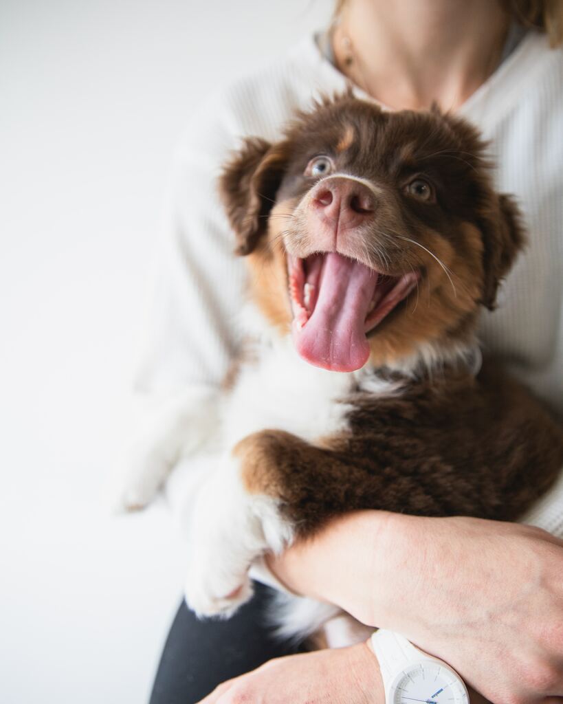 Hundegeschirre für Welpen