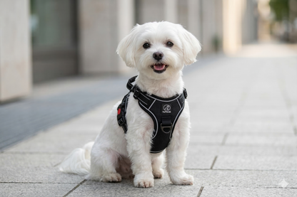 Hundegeschirr Explorer