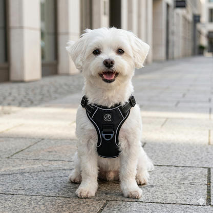 Hundegeschirr Explorer