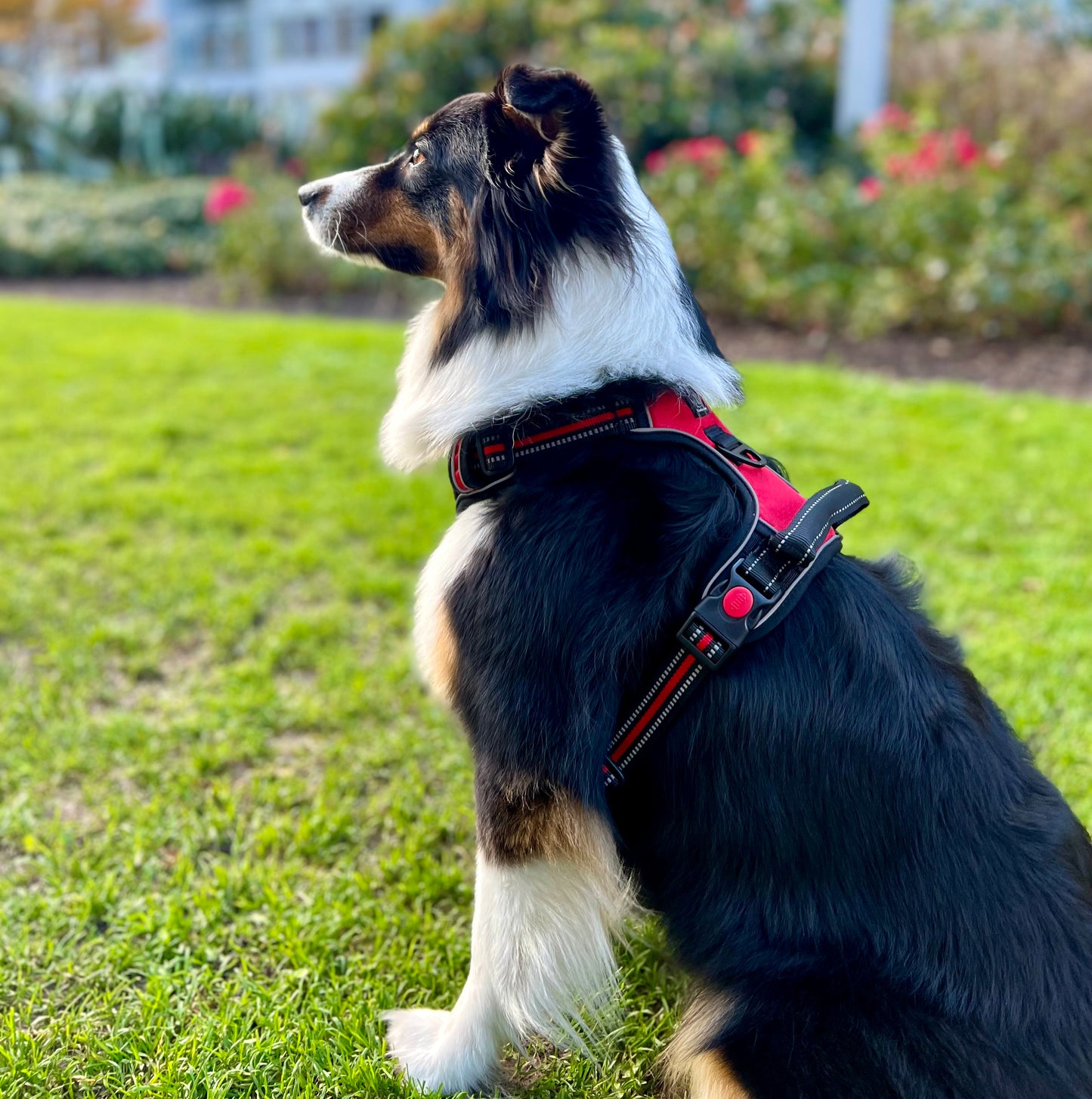 Hundegeschirr Explorer