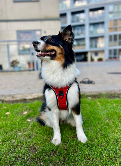 Hundegeschirr Explorer